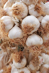 close up pf garlic on white background,
