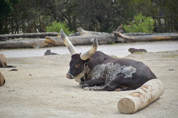 Ankole-Watusi is a modern American breed of domestic cattle. It derives from the Ankole group of...