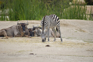 zebra eating grass, africam Safari, Puebla, Mexico	
