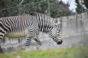 Fototapeta na wymiar zebra eating grass, africam Safari, Puebla, Mexico 