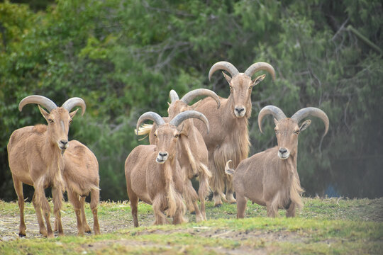 herd of goats in a Safari in Mexico, wildlife sanctuary	