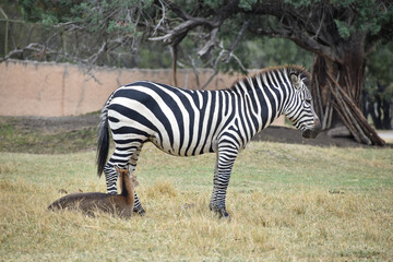 Fototapeta na wymiar zebra in africam Safari, Puebla, Mexico 
