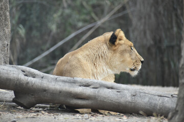 Lioness in a Safari in Puebla
