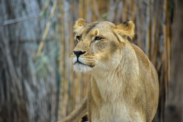 Obraz premium Lioness in a Safari in Puebla