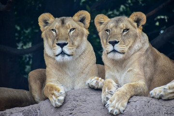 The lioness resting, lying on a rock in a Safari in Puebla
