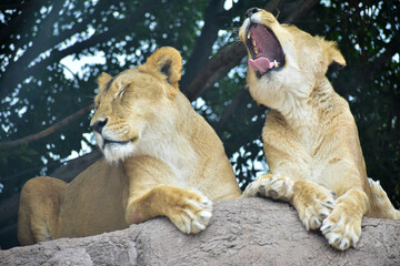Obraz premium The lioness resting, lying on a rock in a Safari in Puebla