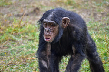 chimpanzee on the grass