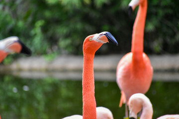 Close up of beautiful african pink flamingos that are standing in still water