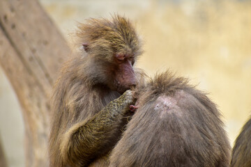 Hamadryas baboon (Papio hamadryas) removing lice. Cercopithecidae. - Powered by Adobe