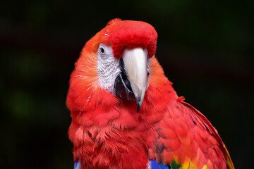 Close up colorful scarlet macaw  (Ara macao) with dark background