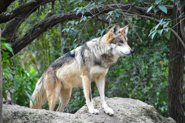 Naklejka na ściany i meble Mexican wolf standing on a rock in the forest