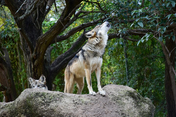 Mexican wolf howling on a rock in the forest