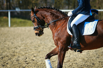 Horse on the warm-up arena with rider galloping, horse with a locking strap that is too tight and...