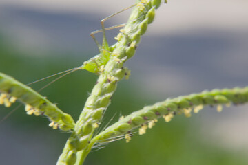 Macro Photograph of a Tiny Green Grasshopper