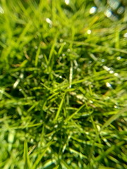 abstract green grass blur background.