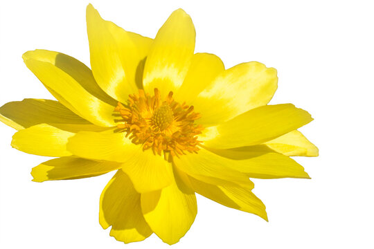A flower of Adonis vernalis, yellow pheasant's eye isolated on white background.