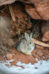 Cottontail rabbit sitting outside burrow under rock rocks in southern utah © Tedi S Photography