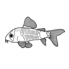 Hand drawn Cartoon Vector illustration corydoras panda fish icon Isolated on White Background