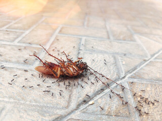Dead cockroach dragged by black ants
