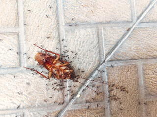 Dead cockroach dragged by black ants