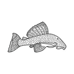 Hand drawn Cartoon Vector illustration suckermouth catfish icon Isolated on White Background - obrazy, fototapety, plakaty