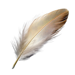 Delicate Downy Feather Isolated on Transparent Background