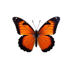 Graceful Butterfly in Isolated on Transparent Background