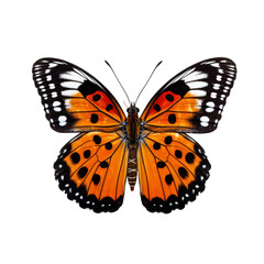 Fototapeta premium Graceful Butterfly in Isolated on Transparent Background