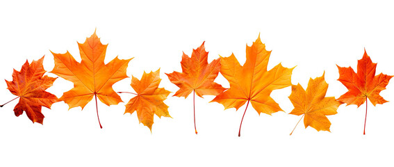 Colorful maple leaves that lie against a Transparent background.
