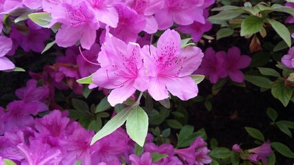 봄에 피는 아름다운 분홍 철쭉 - rhododendron, pink flowers