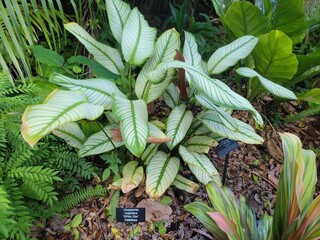 White star Calathea, or Goeppertia Majestica features striking soft light green leaves with bold,...