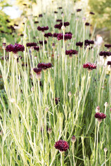 セントーレア（ブラックボール）