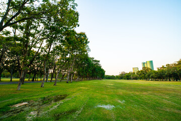 Fototapeta na wymiar Beautiful green field with tree in city park sunset
