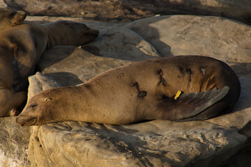 Seals resting on rocks, one tagged