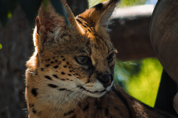 Serval cat with piercing gaze, spotted fur.