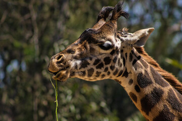 Giraffe with tufted horns chewing on grass.