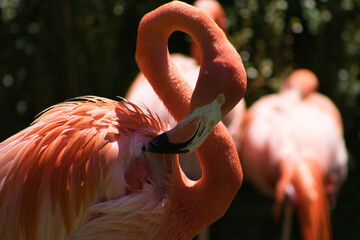 Vibrant coral flamingo preening in sunlight.