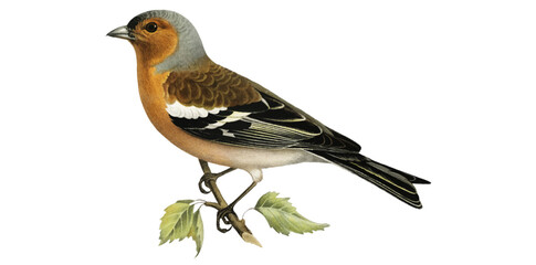 Male Chaffinch Isolated On White Background, Drawing Style Vector Illustration, Chaffinch is One Of The Most Common Passerines in Europe.
