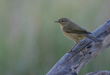 Obraz premium common chiffchaff on the branch 