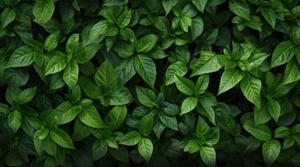 Fototapeta na wymiar Top view green leaves background. Leaf backdrop with dark green color