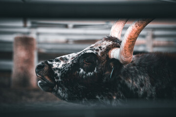 close up of a longhorn bull