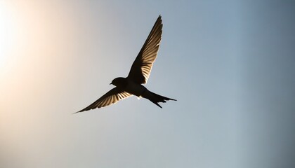 flying swallow in flight