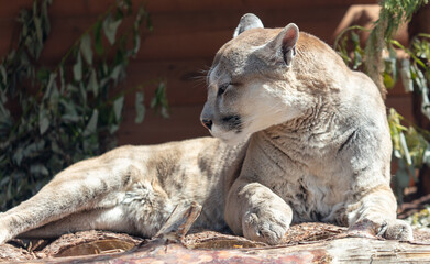 Puma sleeps in the zoo