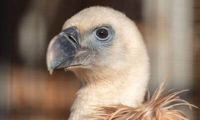 Portrait of a vulture in the park