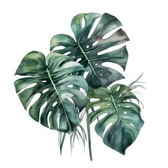 monstera leaves watercolor style illustration