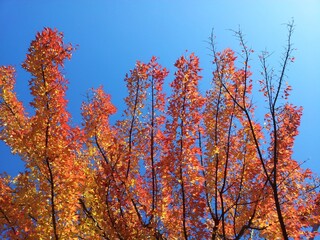 청명한 가을 하늘, 가을 단풍 - autumn foliage