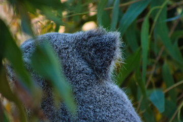 Fuzzy koala ear amidst green foliage.