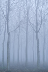 Fototapeta na wymiar Fog panorama foggy landscape sky sun filter trees