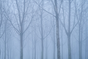 Fog panorama foggy landscape sky sun filter trees