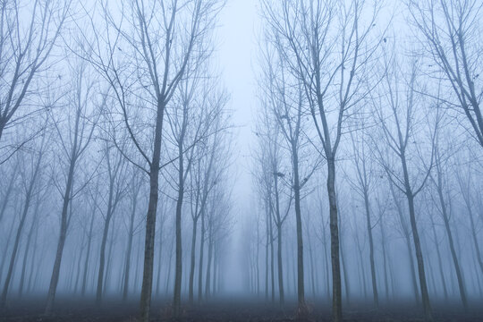 Fog panorama foggy landscape sky sun filter trees